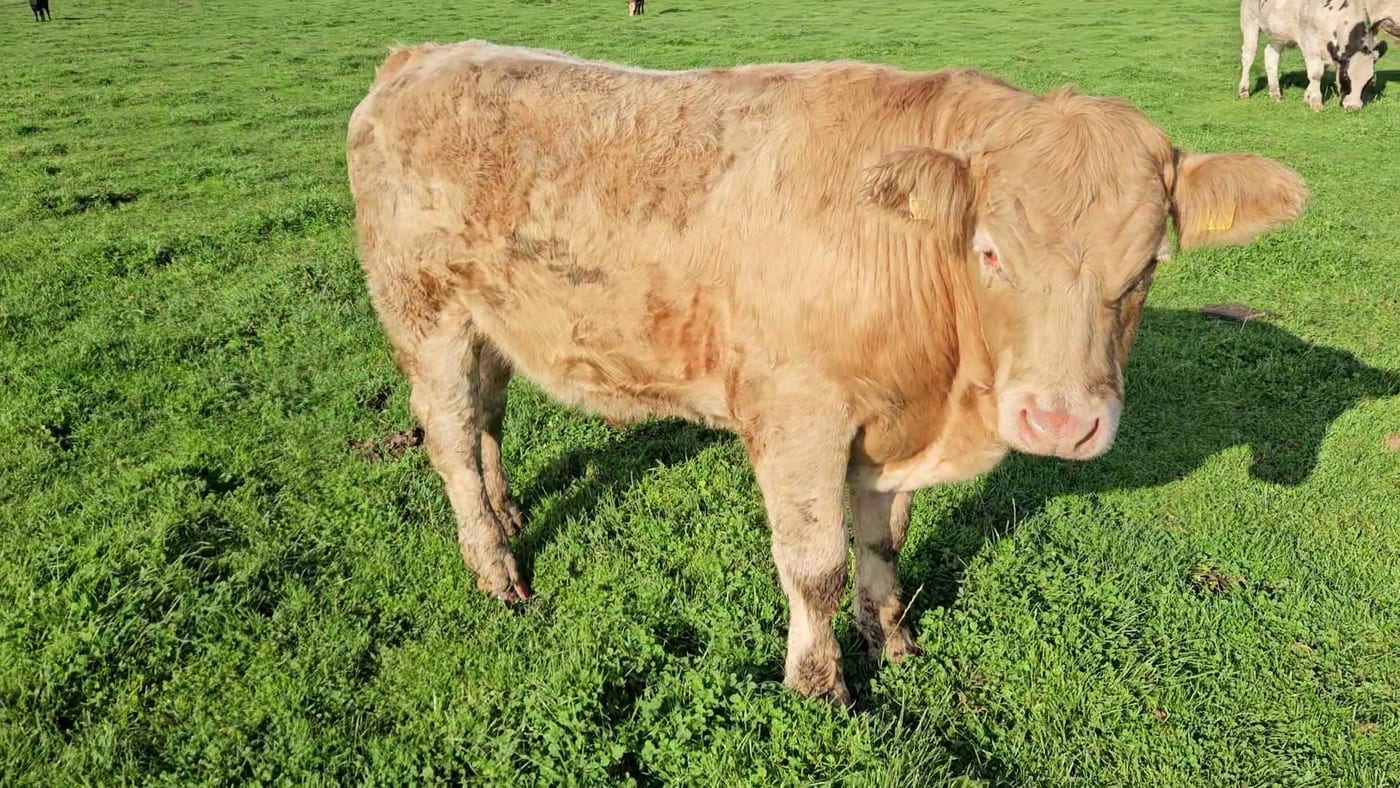 Continental Bullocks