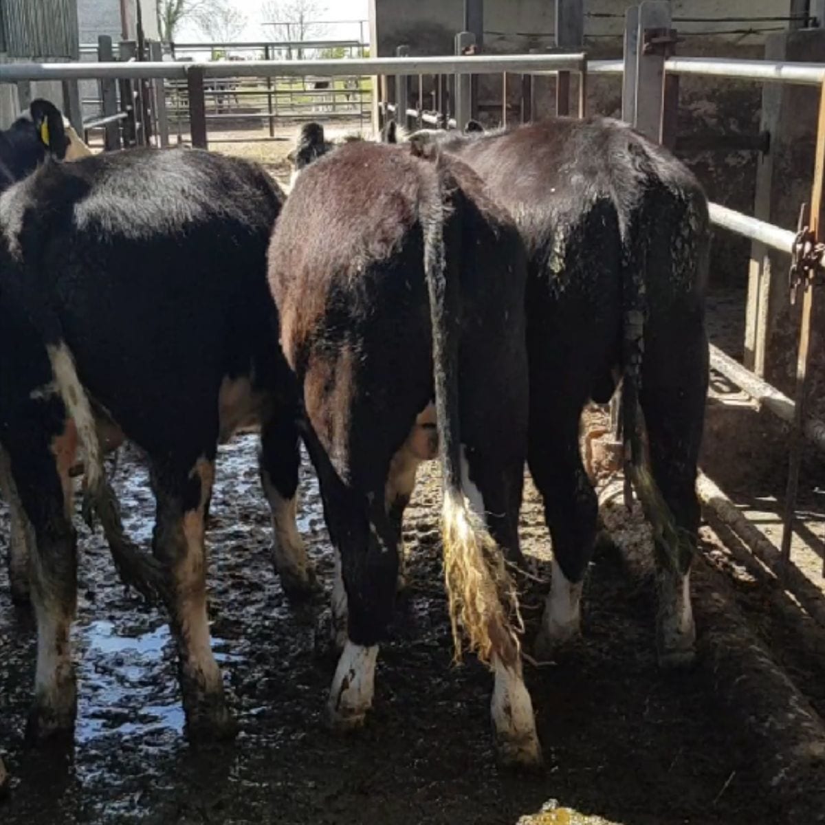 Hereford Cross Bullocks