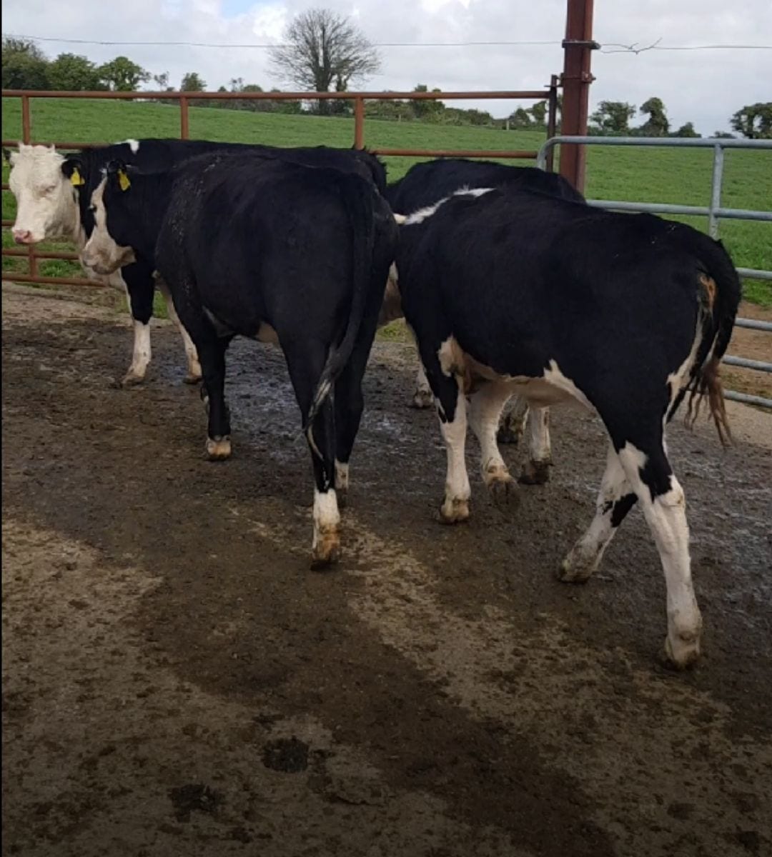 Hereford heifers