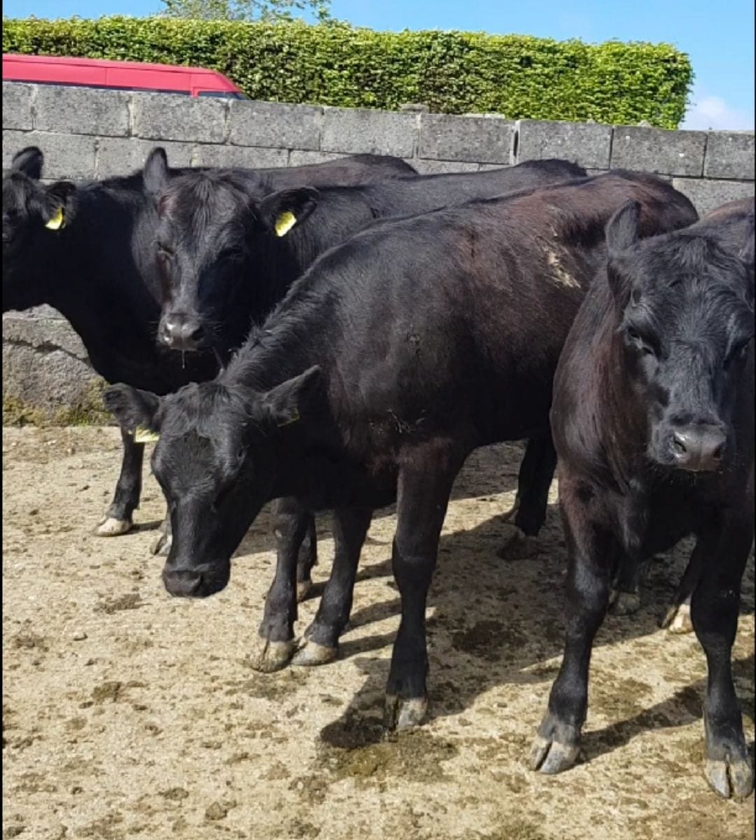 Angus Heifers