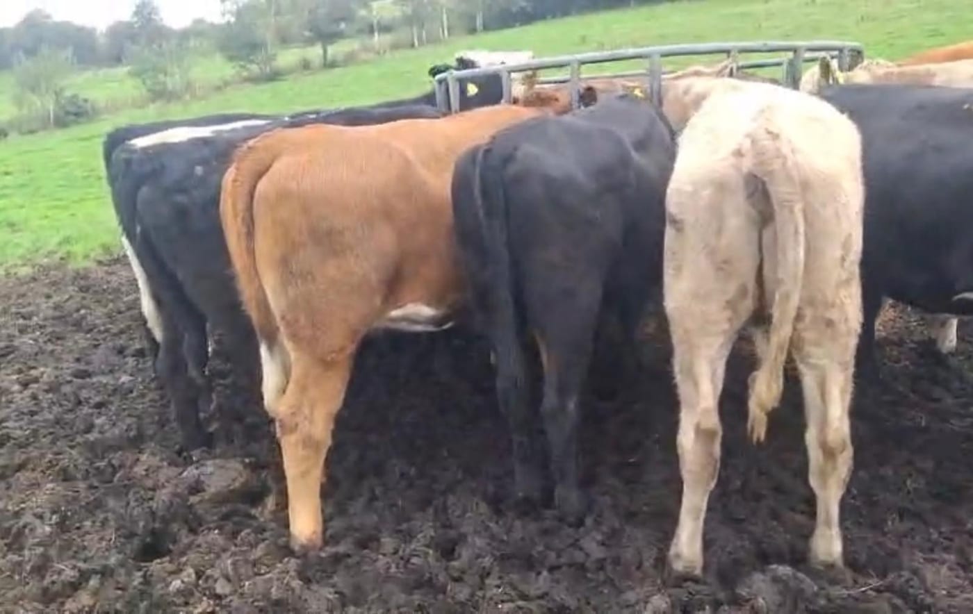 Dairy Cross Bullocks