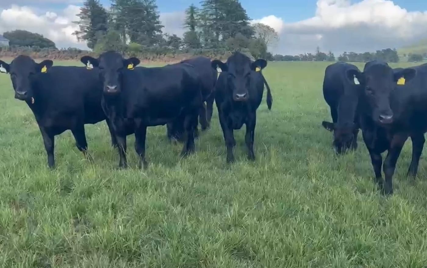 Angus Heifers
