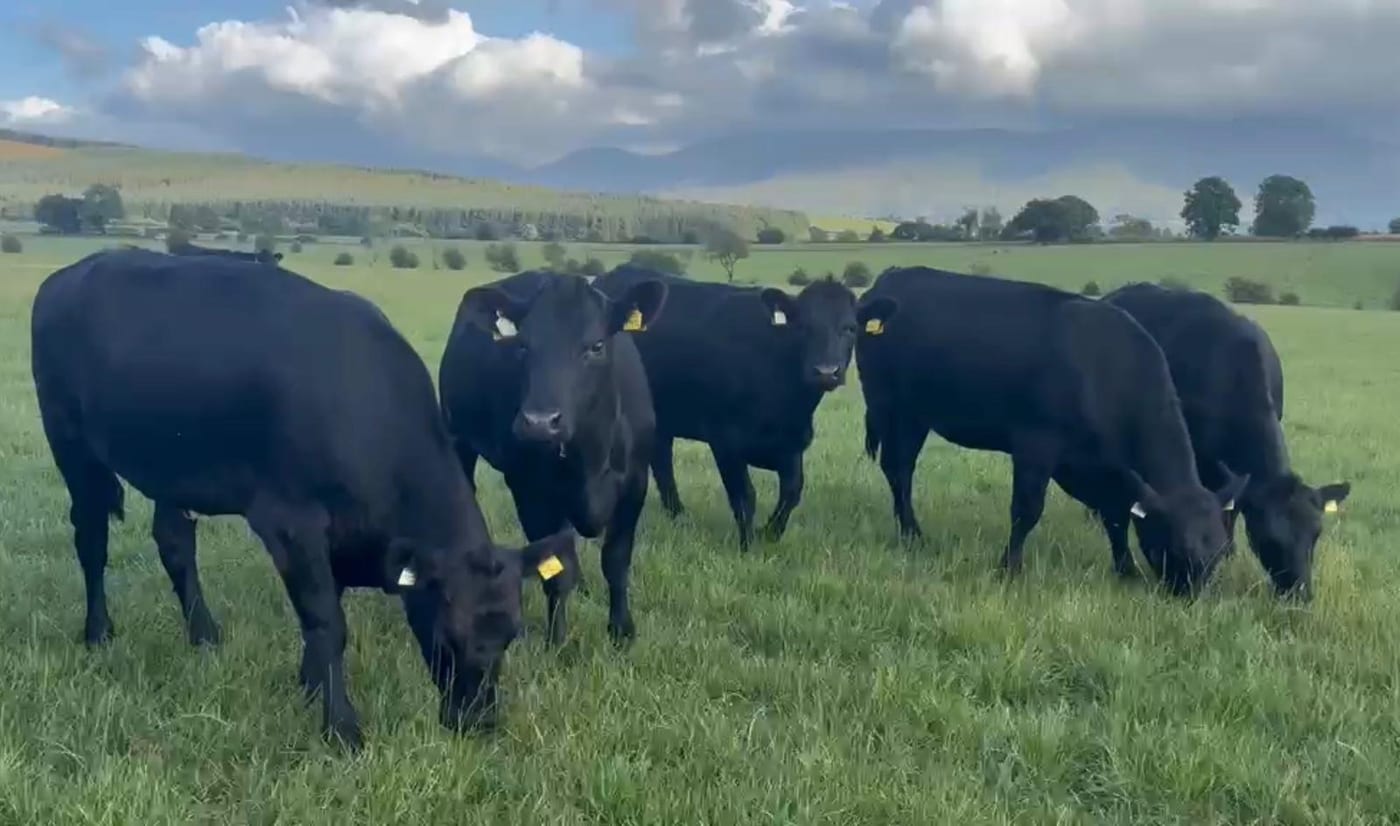 Angus Heifers