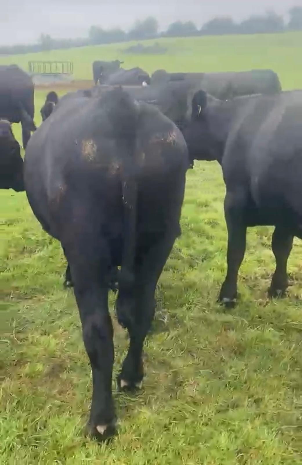 AAX Bullocks