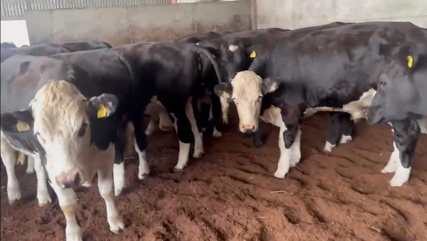 Hereford Bullocks