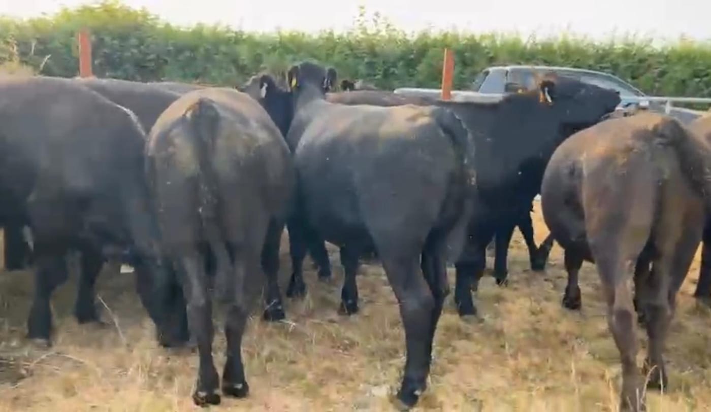AAX Bullocks