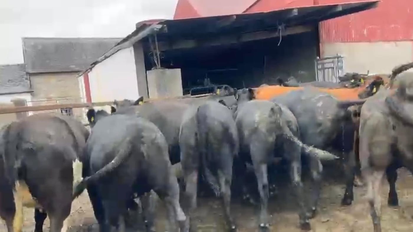AAX Heifers