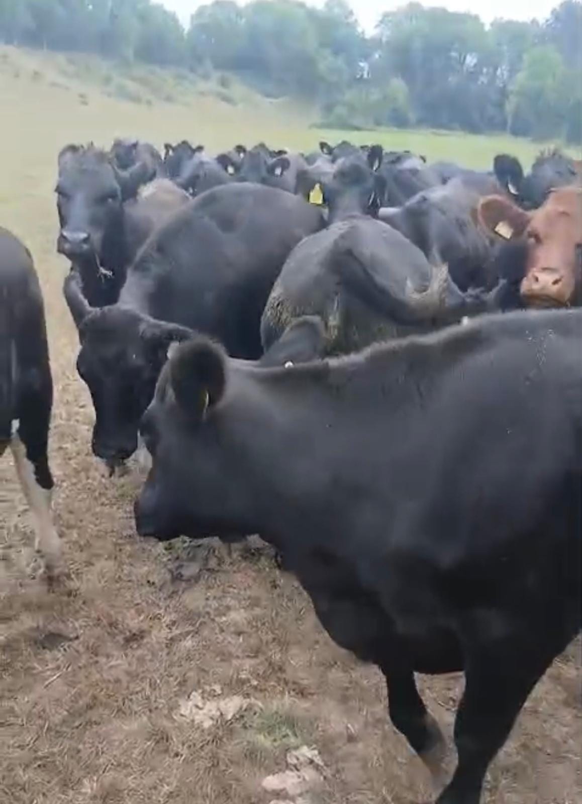 AAX Heifers