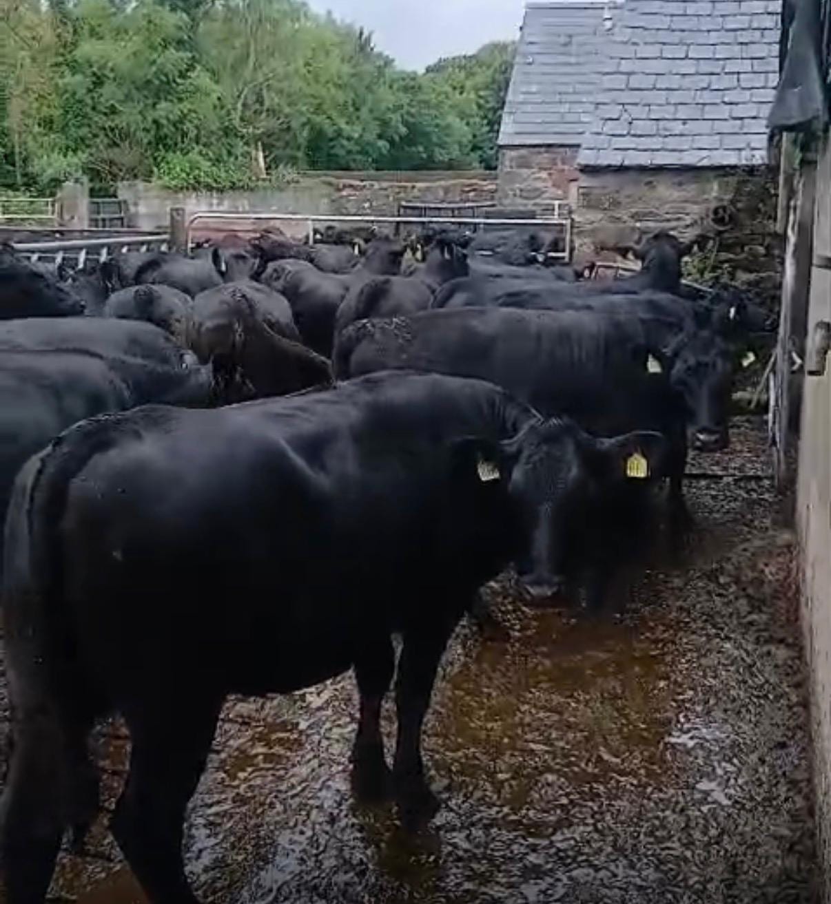 AAX Heifers
