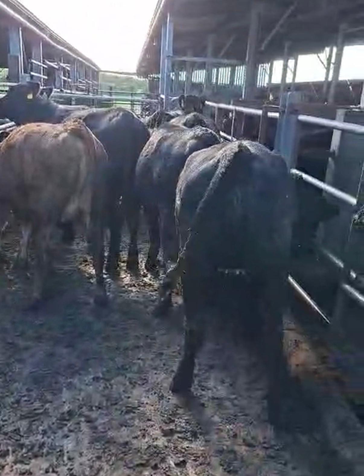 Angus Heifers
