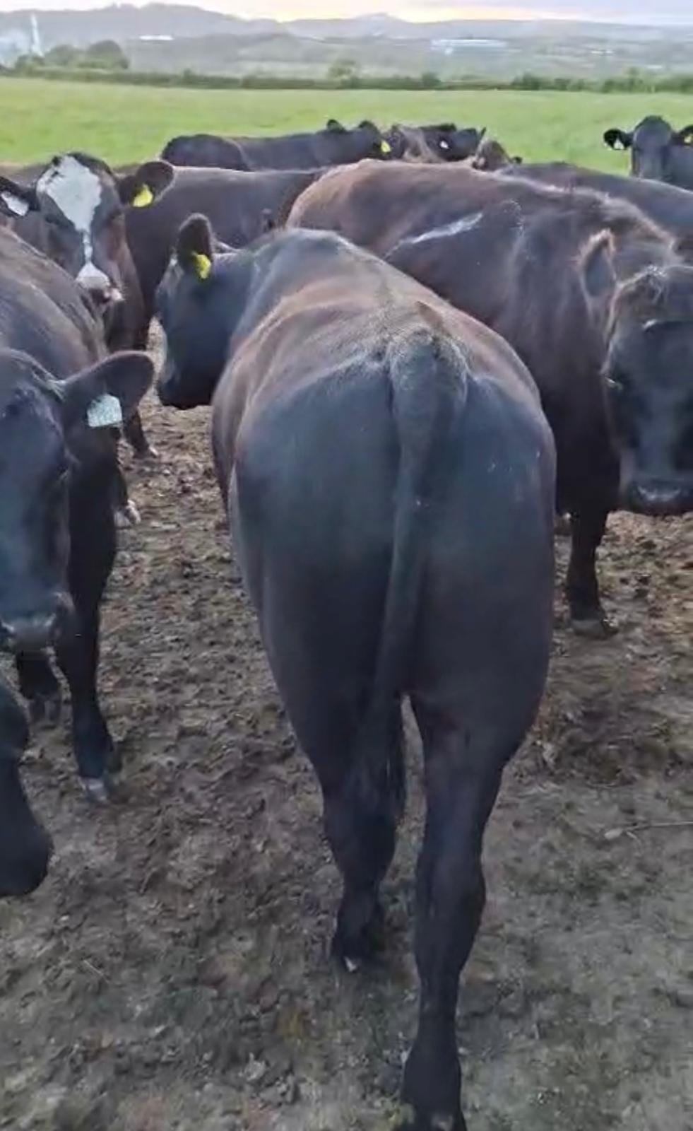 AAX Bullocks