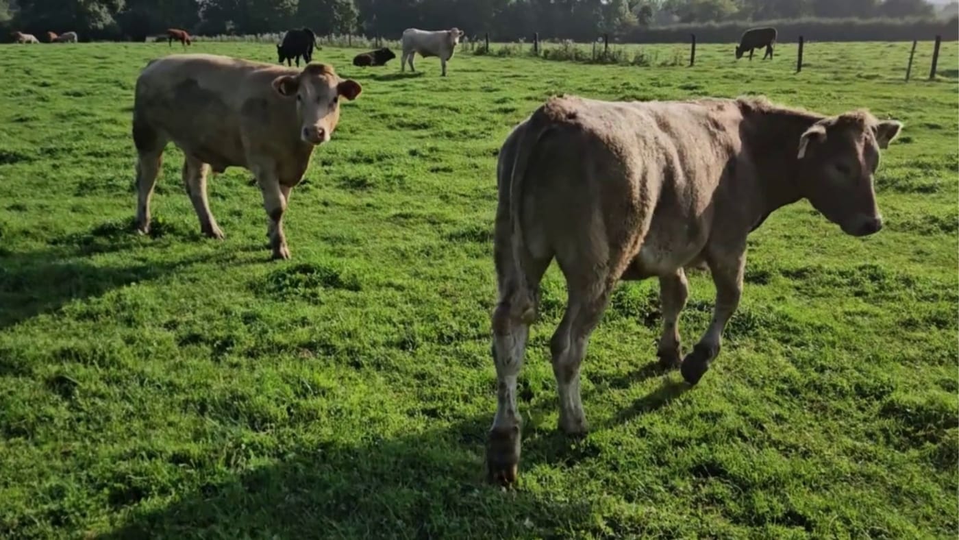 Charolais Bullocks