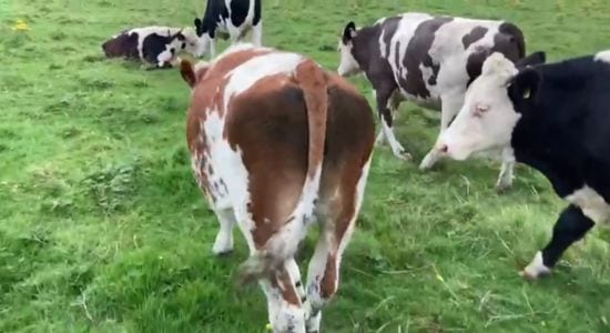 Simmental  Bullocks