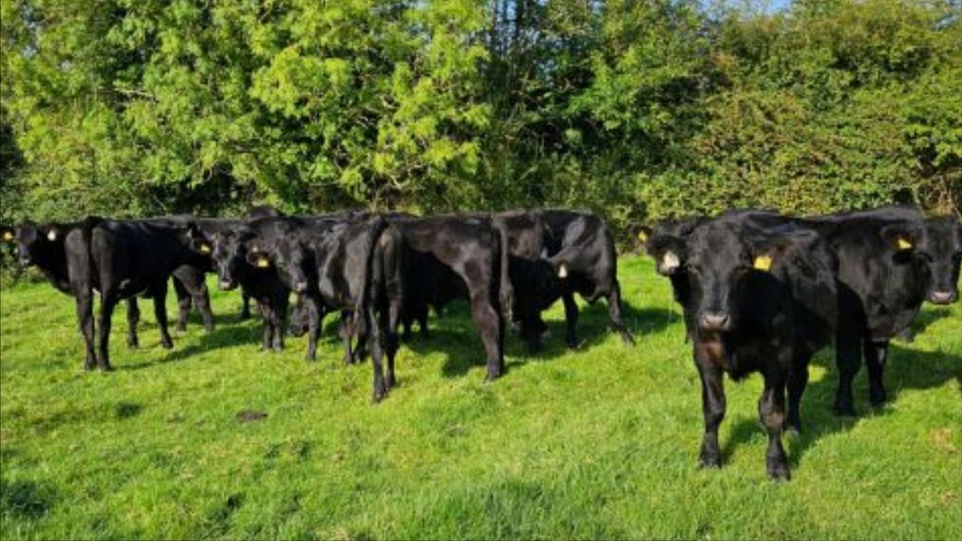 Angus Bullocks