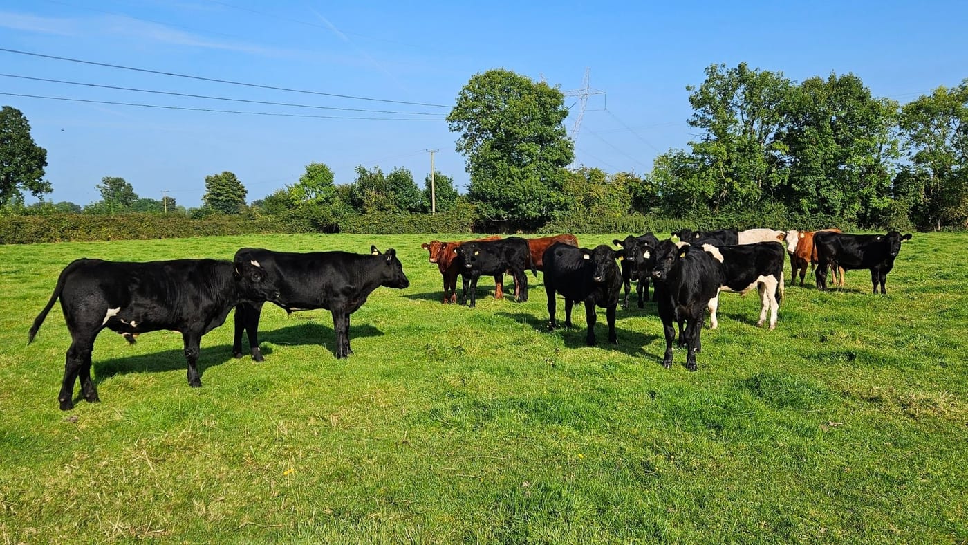 Angus Bullocks